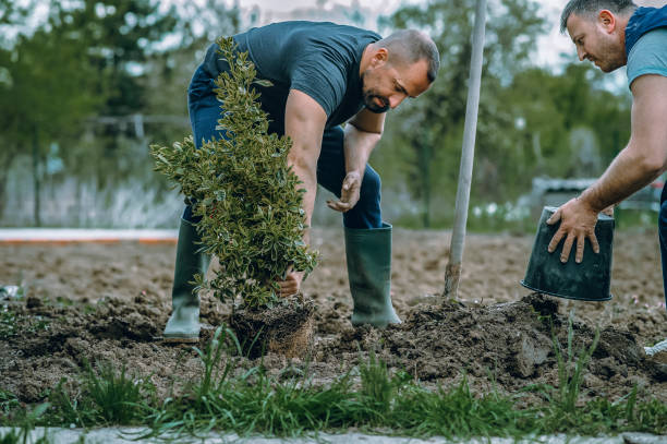 Best Tree Removal  in Bell, CA