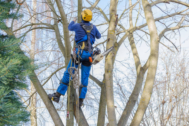 Best Stump Grinding and Removal  in Bell, CA