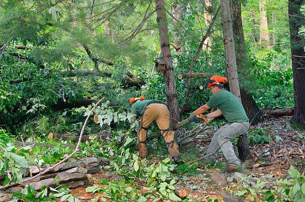 Best Tree Removal  in Bell, CA