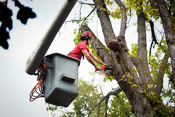 Best Fruit Tree Pruning  in Bell, CA